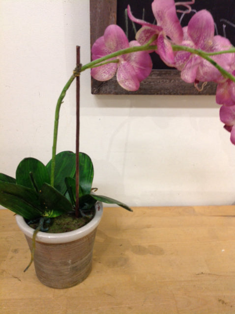 15" Purple Orchid In Pot