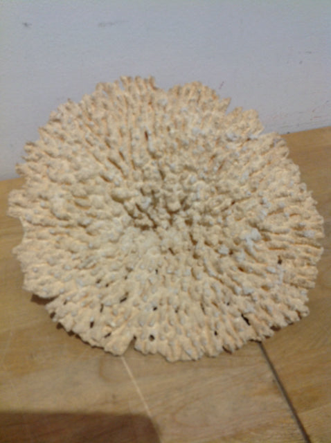 10" Piece Of Coral