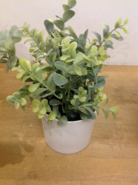 8" Green Plant In White Pot