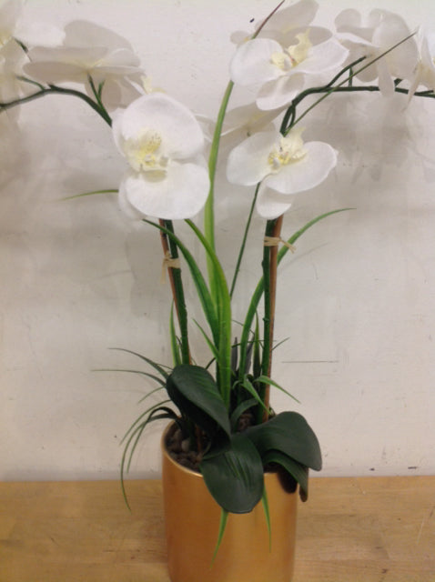 24" White Orchid In Gold Pot